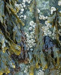 Seaweed And Barnacles Patterns In Nature Art Seaweed