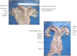 Note that the camelcontext.start() operation does not block indefinitely. Effects Of Natural Environment On Reproductive Histo Morphometric Dynamics Of Female Dromedary Camel Sciencedirect