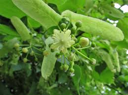 Wetlands and watercourses are home to a rich variety of flowers that float on the surface or sit on tufts, defying the close approach. Lime Tree Linden Tree Tilia