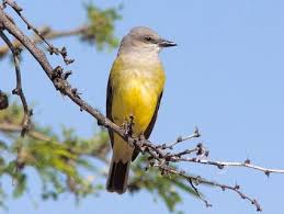 Birds Of Western Washington Identification Western Kingbird May 23 2013 West Jordan Utah Bird Life List Birds Westerns