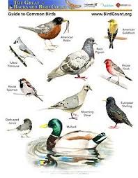 Download This Free Poster Showing 10 Common Birds Pdf