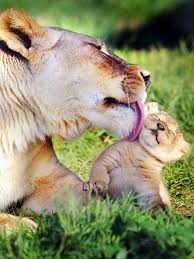 The Tiny Tiger Cute Animals Animals Baby Animals