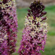 Image result for Andropogon eucomus
