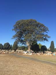 Image result for Eucalyptus tereticornis