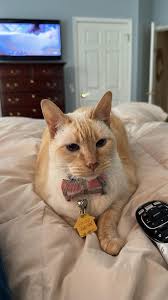 Cat found unresponsive after dental surgery