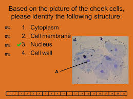 Maybe you would like to learn more about one of these? Cell Lab How Did You Do I Love Cheek Cells Your Animal Cells Cheek Cells Should Have Looked Like This Ppt Download