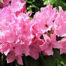 Azaleas And Rhododendrons For Small Gardens In 2020 Flowers Shrubs Rhododendron