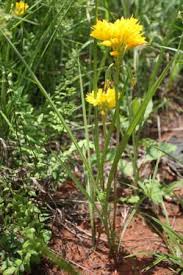 Image result for Orthochilus