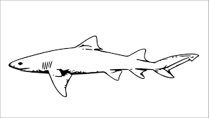 Free, printable coloring pages for adults that are not only fun but extremely relaxing. Printable Realistic Shark Coloring Pages For Kids Coloringbay