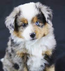 Miniature Australian Shepherd Australian Shepherd Puppies Aussie Puppies Shepherd Puppies