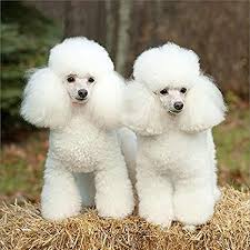 Poodle In 2020 Poodle Puppies For Sale Miniature Poodle Black Poodle Puppy Black