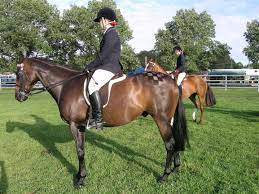 (show horse) caballo de equitación nm + loc adj. Hack Horse Wikipedia