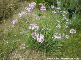 Image result for Tulbaghia alliacea