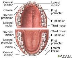 Know Your Teeth Anatomia Dental Escuela De Higiene Dental Odontologia