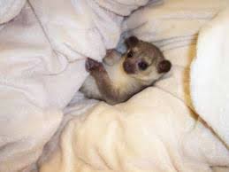 Kinkajou Super Cute Animals Cute Animal Pictures Animals Friends