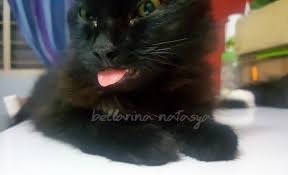 Agar perjalanan jauh bareng dengan kucing dapat dilangsungkan dengan baik maka selalu simaklah dan jaga situasi kucing supaya dapat bersikap tenang sampai tujuan akhir dari perjalanan itu tercapai. Kenapa Kucing Menjelirkan Lidah Adakah Kucing Sedang Sakit Ini Adalah Bellarina Natasya