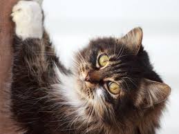 Deine katze ist unglücklich, wird nicht artgerecht gehalten. Katze Kratzt Nachts An Tur Was Tun