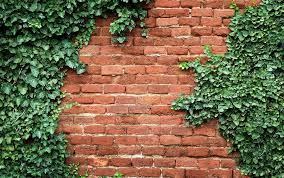 Check spelling or type a new query. Best 10 Climbing Plants David Domoney