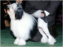 Originally bred to be companions, in recent years the. Lowchen Dog Breed Information Dog Breeds Dogs Akc Breeds