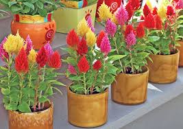 Castle Is A Semi Dwarf Celosia With A Vigorous Self Branching Habit Long Lasting Colorful Plumes Withstand Summer Heat And Drough Plants Castle Planter Pots