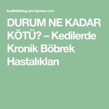 Durum Ne Kadar Kotu Veterinerler Kedi