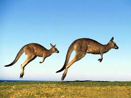 Kanguru Resimleri Kategorisindeki Ziplayan Kangurular Adli Resim Ve Fotograf Http Www Ilkresim Com Pic 317 Zip Australian Animals Kangaroo Animals Beautiful