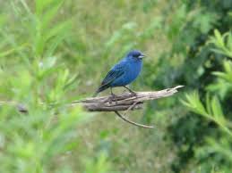 Blue Identification Birds Of Colorado Georgia Blue Bird Bird Identification Bird Blue Bird