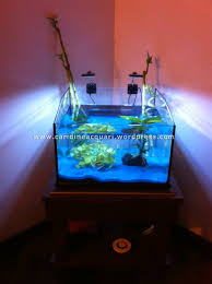 In realtà un acquario con pesci può anche andare avanti senza filtro ma non è una cosa semplice. Allestimento Passo Per Passo Di Un Acquario Per Caridine