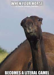 Littlejayneycakes] so you're the type that gets on mic and tries to lecture me you're the most useless person we have on our team i've never seen anybody rage quite as hard as you maybe you should go back to playing team fortress 2. Pin On Funny Horses