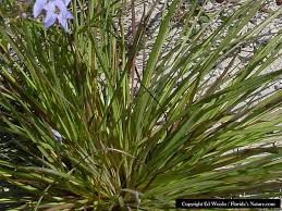 These easy care shrubs and perennials with beautiful blue flowers are just what you need. Blue Florida Wildflowers Page 1 Of 3