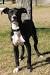 Black And White Whippet Puppy