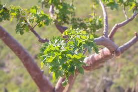 Image result for Sterculia africana