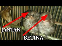 #trucuk,#trucukan,#pancingansuaratrucuk,sahabat kicau mania,apakah anda memiliki burung trucuk bakalan?atau trucuk yang malas malasan bunyi? Akurat Cara Membedakan Burung Trucuk Trocok Jantan Dan Betina