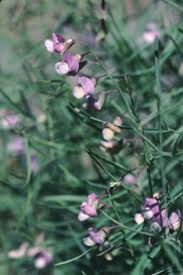 Image result for Pityrogramma aurantiaca