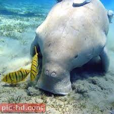 اجمل صور الاطوم سمك الاطوام بقر البحر Dugong Coral Reef Ecosystem Endangered Animals