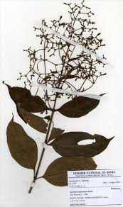 Image result for Gaertnera paniculata