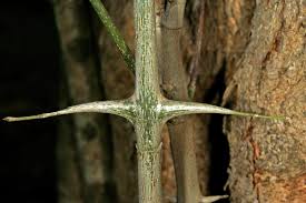 Image result for Canthium inerme