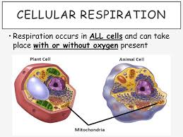 • anaerobic cell respiration gives a small yield of atp from glucose. Cellular Respiration Ppt Download