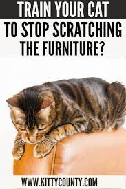 10 Day Step By Step Guide To Stop Your Cats Scratching Your Furniture Video Video Cat Scratching Furniture Cat Scratcher Stop Cat Scratching Furniture