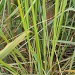 Image result for Urochloa brevispicata