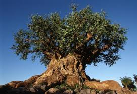 Download Disney Animal Kingdom Tree Silhouette