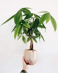 10 Stylish Indoor Plants For Obsessed Plant Moms Society19 Money Trees Plants Indoor Plants
