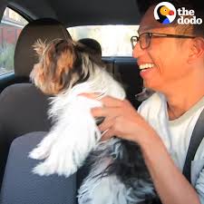 Uber Driver Surprises Passengers With Shelter Puppies