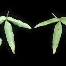 Image result for Hibiscus sidiformis