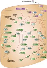 The disease is defined in terms of its. Methotrexate Pathway Cancer Cell Pharmacodynamics And Pharmacokinetics