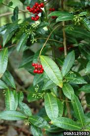 Image result for Ardisiandra sibthorpioides