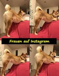 Finn de beste gratis arkivbildene om idiot meme. Humor Lustige Fotos Meme Beste Lustige Bilder Xdpedia De 881