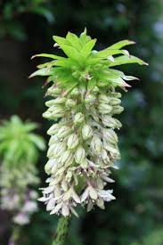 Image result for Haplocarpha scaposa