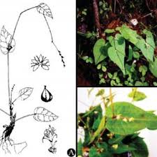 Image result for Fagopyrum snowdenii