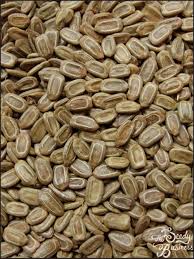 Image result for Acacia gerrardii